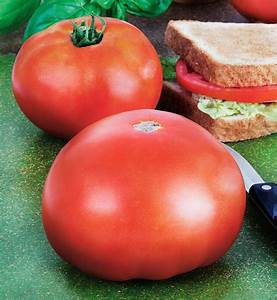 TOMATO WHOPPER - 4" and 5.5" - Springbank Greenhouses