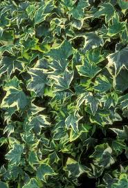 Copy of IVY - ENGLISH - HEDERA HELIX YELLOW VARIGATED - 4" - Springbank Greenhouses