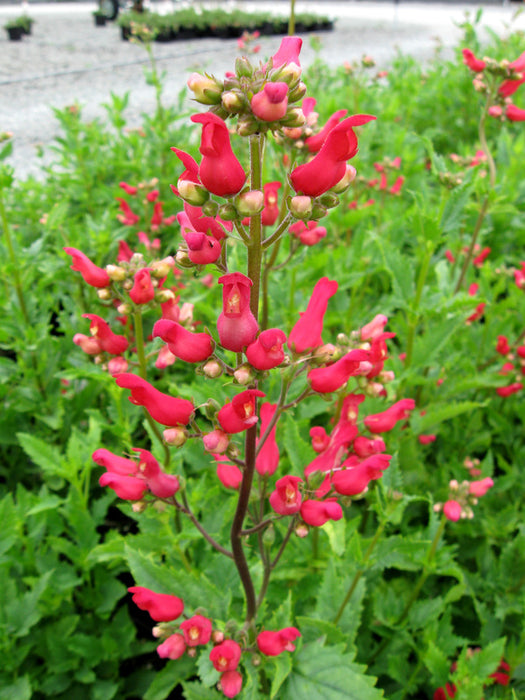SCROPHULARIA MACRANTHA (RED BIRDS IN A TREE) - 1 Gallon