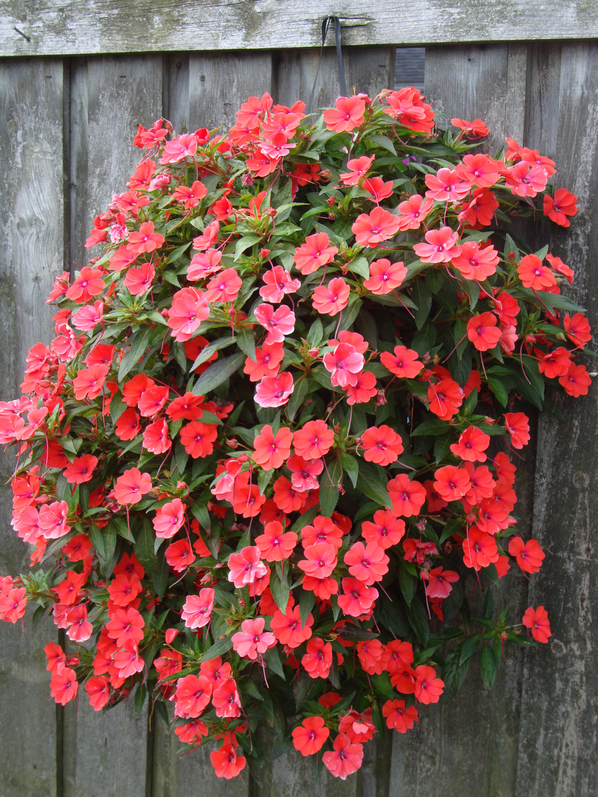 PARTIAL SHADE/SHADE — Springbank Greenhouses