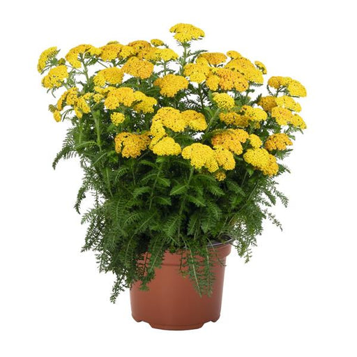 ACHILLEA SKYSAIL YELLOW (YARROW) - 5.5" - Springbank Greenhouses