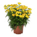 ACHILLEA SKYSAIL YELLOW (YARROW) - 5.5" - Springbank Greenhouses