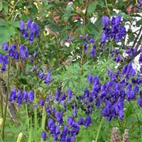 ACONITUM NAPELLUS  (MONKSHOOD) - 1 GALLON - Springbank Greenhouses