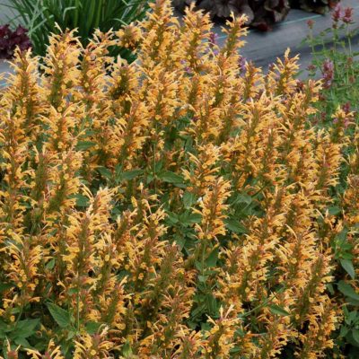 AGASTACHE KUDOS GOLD (ANISE HYSSOP) - 1 gallon - Springbank Greenhouses