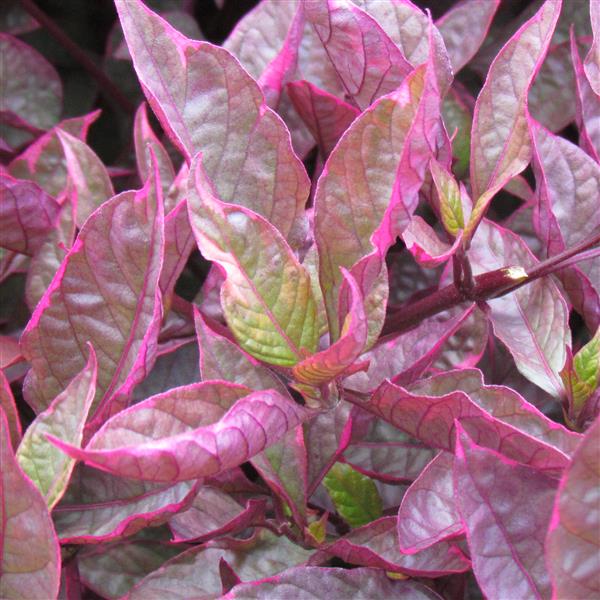 ALTERNANTHERA BRAZILIAN RED HOT - 4"
