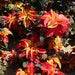 AMARANTHUS CARNIVAL - Springbank Greenhouses