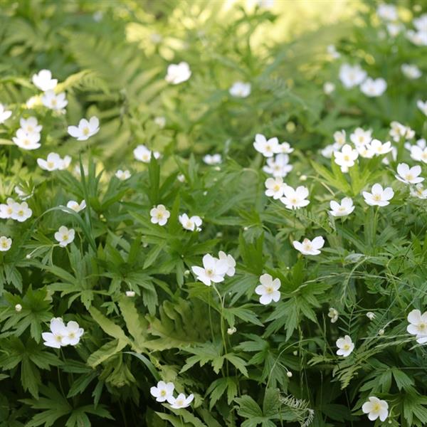 ANEMONE CANADENSIS (MEADOW ANEMONE) - 1 Gallon - Springbank Greenhouses