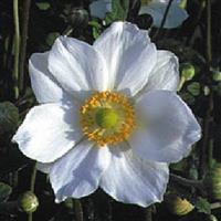 ANEMONE HONORINE JOBERT (WINDFLOWER) - 1 Gallon - Springbank Greenhouses