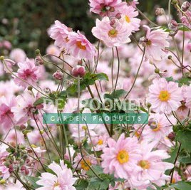 ANEMONE QUEEN CHARLOTTE (WINDFLOWER) - 1 Gallon - Springbank Greenhouses