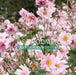 ANEMONE QUEEN CHARLOTTE (WINDFLOWER) - 1 Gallon - Springbank Greenhouses