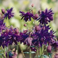 AQUILEGIA BARLOW SERIES (COLUMBINE) - 1 gallon - Springbank Greenhouses
