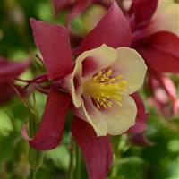 AQUILEGIA EARLY BIRD RED YELLOW (COLUMBINE) - 1 Gallon - Springbank Greenhouses