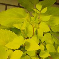 ARALIA SUN KING (JAPANESE SPIKENARD) - 1 Gallon - Springbank Greenhouses