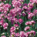 ARMERIA SPLENDENS (THRIFT) - Quart - Springbank Greenhouses