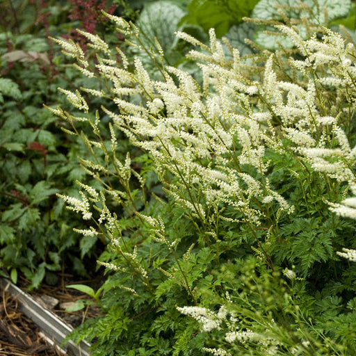ARUNCUS AETHUSIFOLIUS (GOAT'S BEARD) - Quart - Springbank Greenhouses