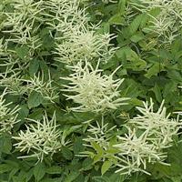 ARUNCUS DIOICUS (GOAT'S BEARD) - 1 Gallon - Springbank Greenhouses