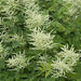 ARUNCUS DIOICUS (GOAT'S BEARD) - 1 Gallon - Springbank Greenhouses