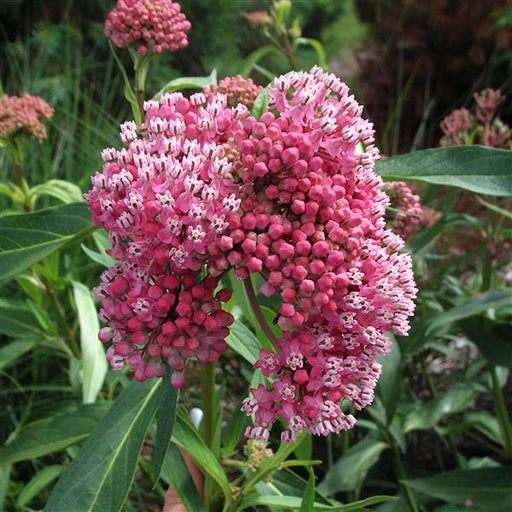 ASCLEPIAS (BUTTERFLY WEED, MILKWEED) INCARNATA CINDERELLA - 1 Gallon - Springbank Greenhouses