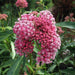 ASCLEPIAS (BUTTERFLY WEED, MILKWEED) INCARNATA CINDERELLA - 1 Gallon - Springbank Greenhouses