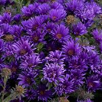 ASTER GRAPE CRUSH - 1 Gallon - Springbank Greenhouses