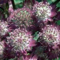 ASTRANTIA STAR OF BEAUTY (MASTERWORT) - 1 Gallon - Springbank Greenhouses