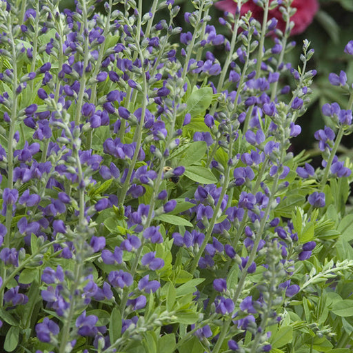 BAPTISIA AUSTRALIS (FALSE INDIGO) - 3 Gallon (Copy) - Springbank Greenhouses