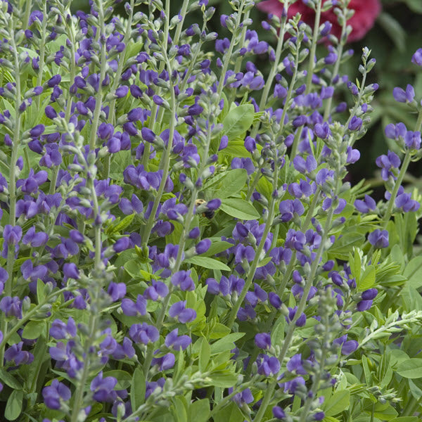 BAPTISIA AUSTRALIS (FALSE INDIGO) - 3 Gallon (Copy) - Springbank Greenhouses