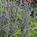 BAPTISIA AUSTRALIS (FALSE INDIGO) - 3 Gallon (Copy) - Springbank Greenhouses