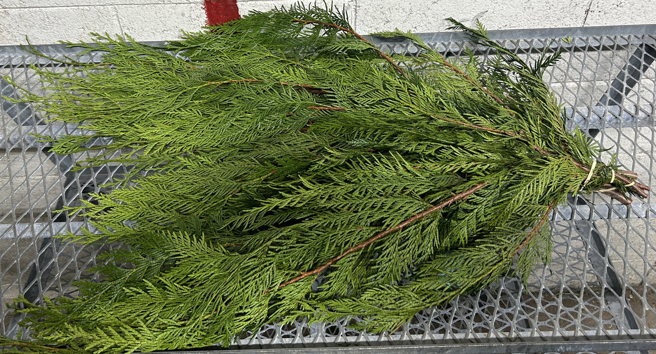 BC CEDAR BOUGHS - 2 LBS