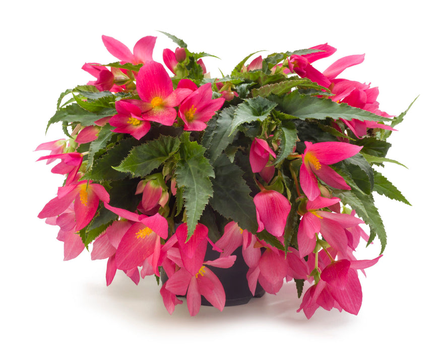 BEGONIA - TRAILING - BEAUVILIA HANGING BASKET - 12" (30cm) WIDE AND 7" (18cm) DEEP