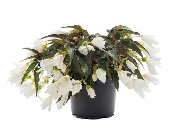 BEGONIA - TRAILING - BEAUVILIA HANGING BASKET - 12" (30cm) WIDE AND 7" (18cm) DEEP