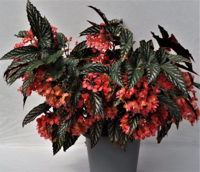 BEGONIA CITIZEN CANE PINK - 5.5"