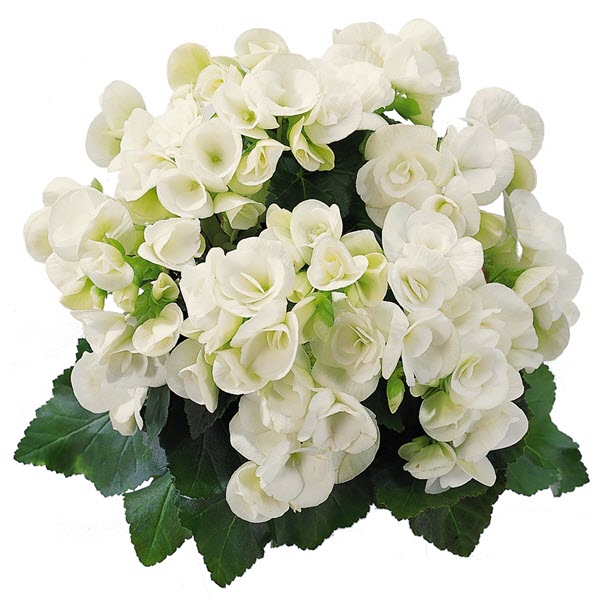 BEGONIA CLARA  - 5.5" (Copy)