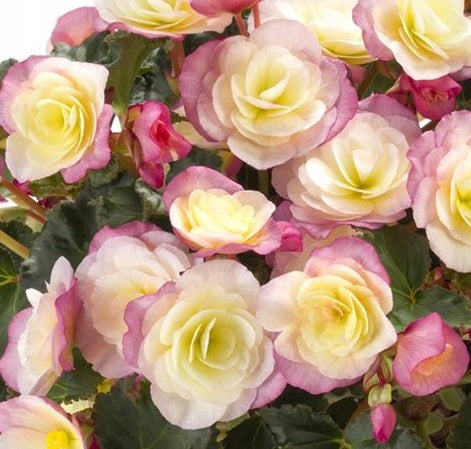 BEGONIA GLORY BICOLOUR HANGING BASKET - 12" WIDE (30cm) AND 7" DEEP (18cm)