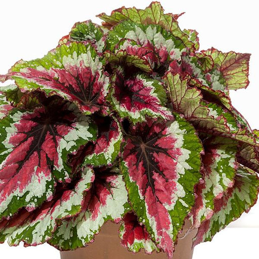 REX BEGONIA SHADOW KING - 5.5" - Springbank Greenhouses
