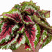REX BEGONIA SHADOW KING - 5.5" - Springbank Greenhouses