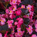 BEGONIA STONEHEDGE ROSE WITH BRONZE LEAF (GROWS IN THE SUN TOO) - 5.5" - Springbank Greenhouses