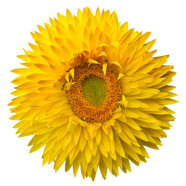 BRACTEANTHA GRANVIA GOLD - 5.5" (STRAWFLOWER)