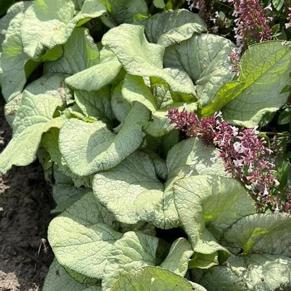 BRUNNERA ALEXANDRIA (SIBERIAN BUGLOSS) - 1 Gallon