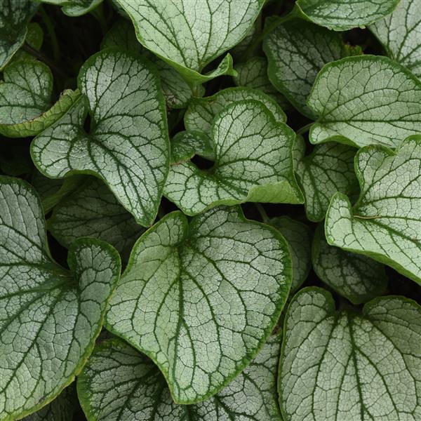 BRUNNERA FROSTBITE (SIBERIAN BUGLOSS) -5.5"