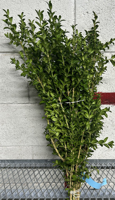 BOXWOOD BUNCHES