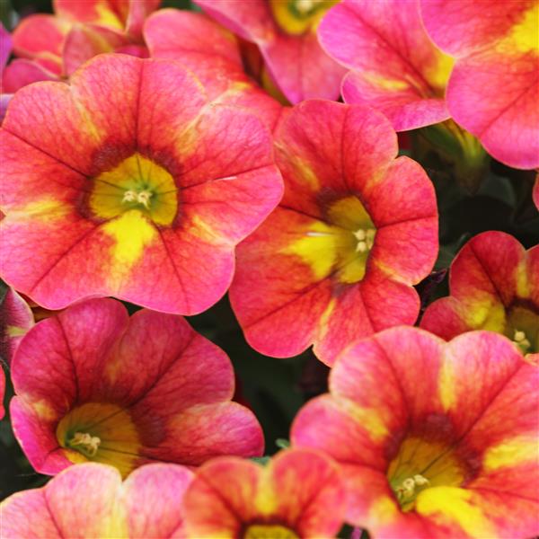 CALIBRACHOA CHAMELEON ATOMIC ORANGE - 4.5"