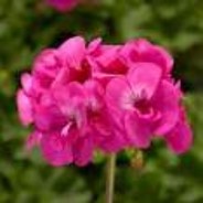 GERANIUM CALLIOPE HANGING WALL BAGS - Springbank Greenhouses