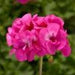 GERANIUM CALLIOPE HANGING WALL BAGS - Springbank Greenhouses