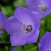 CAMPANULA CARPATICA (BELLFLOWER) RAPIDO BLUE - 5.5" - Springbank Greenhouses