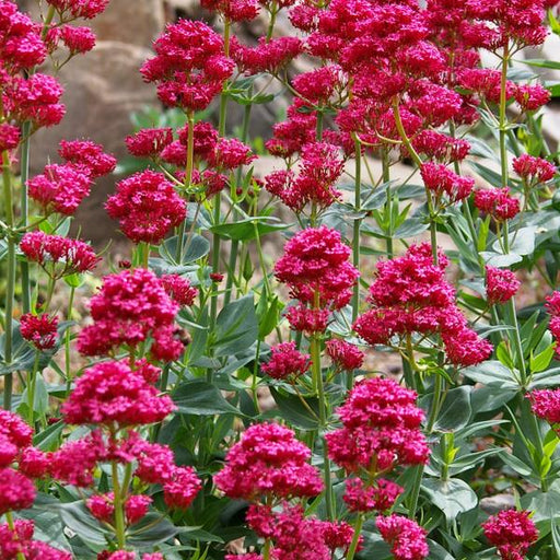 CENTRANTHUS RUBER ROSENROT (RED VALERIAN) - 1 Gallon - Springbank Greenhouses