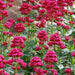 CENTRANTHUS RUBER ROSENROT (RED VALERIAN) - 1 Gallon - Springbank Greenhouses
