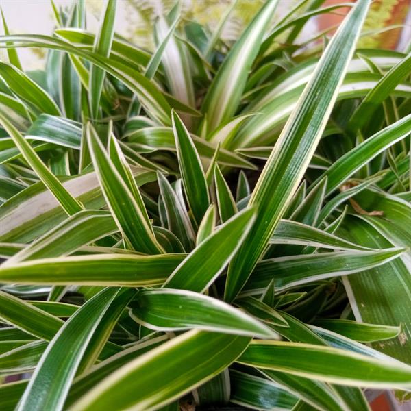 CHLOROPHYTUM WHITE EDGE   - 5.5" (SPIDER PLANT) - Springbank Greenhouses