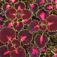 COLEUS TRAILBLAZER ROAD TRIP (TRAILING) - 4.5" - Springbank Greenhouses