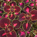 COLEUS TRAILBLAZER ROAD TRIP (TRAILING) - 4.5" - Springbank Greenhouses